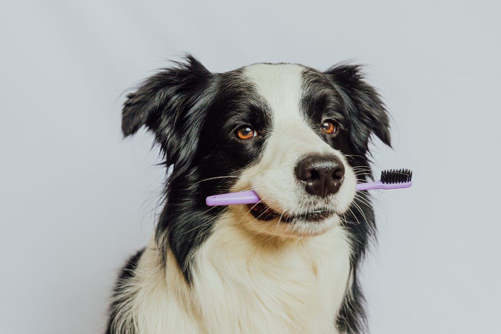 Cuidado de la Dentadura de tu Perro Todo lo que Necesitas Saber