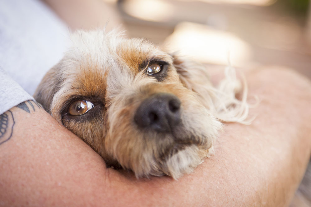 Come prevenire le convulsioni nei cani