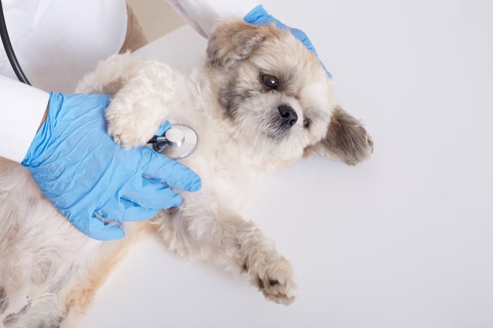 Diagnosi di gastroenterite nei cani