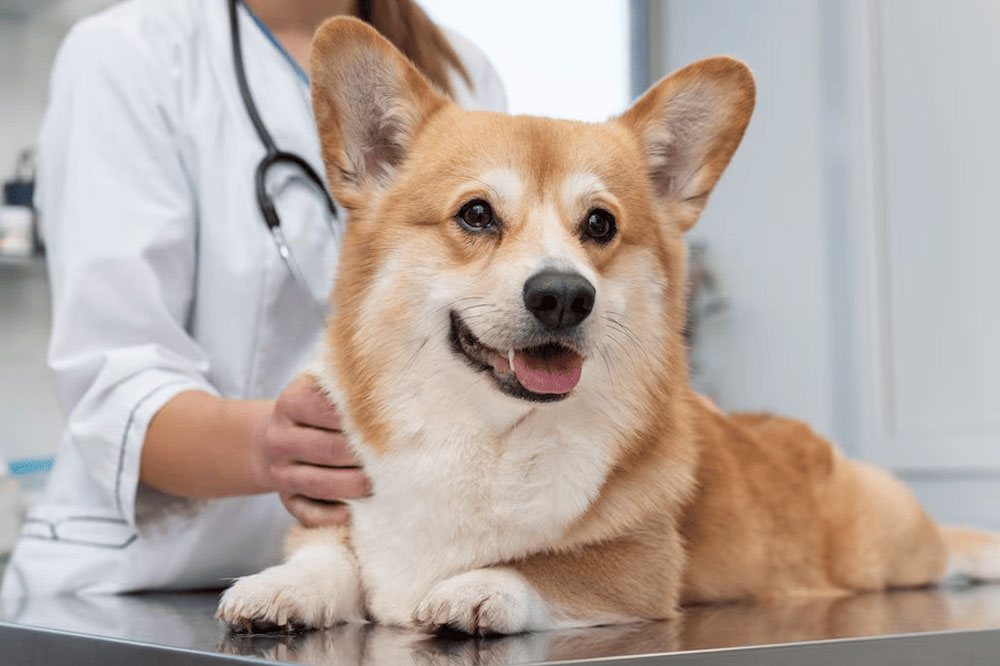 Diagnosi di tosse canina nei cani