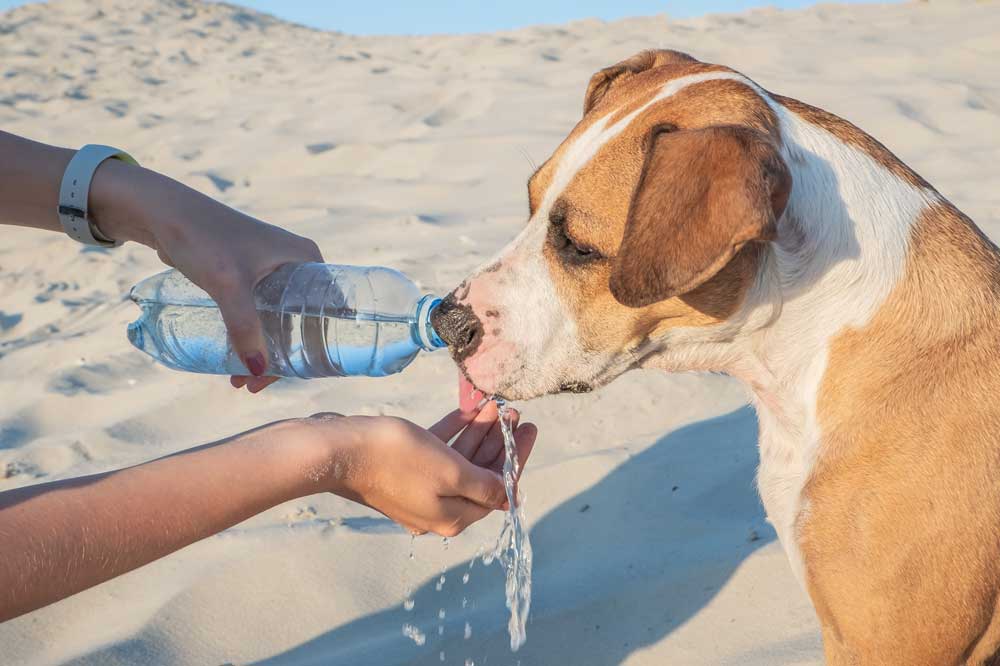 Quando dovresti preoccuparti del vomito dacqua nel tuo cane