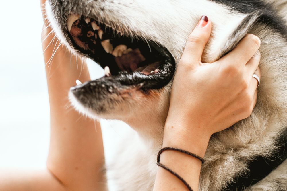 Sintomi delle difficoltà respiratorie nei cani