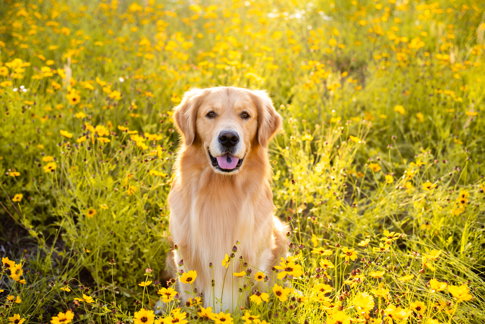 Golden,Retriever,In,The,Field,With,Yellow,Flowers ,Beautiful,Dog