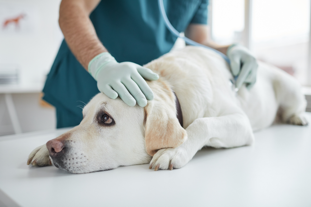 cane-veterinario-insufficienza-renale
