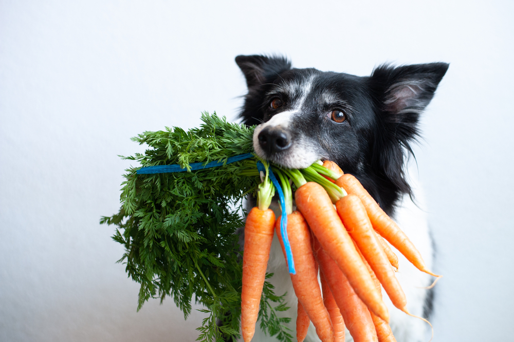 perro comiendo zanahoria