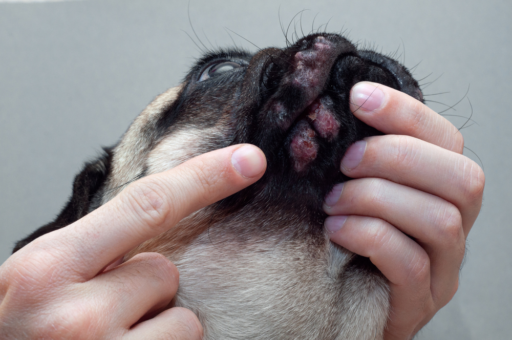 Portrait,Of,A,Pug,Dog,With,Red,Inflamed,Wounds,On