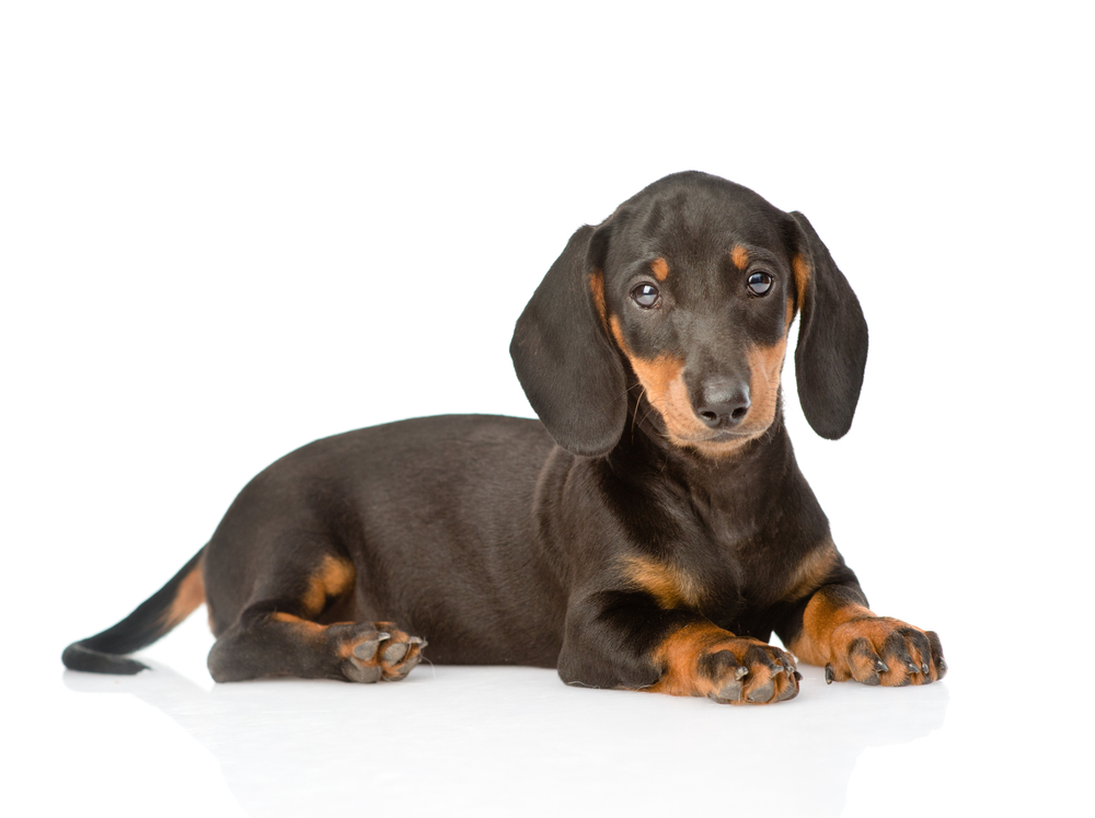 Black,Dachshund,Puppy,Lying,In,Side,View ,Isolated,On,White