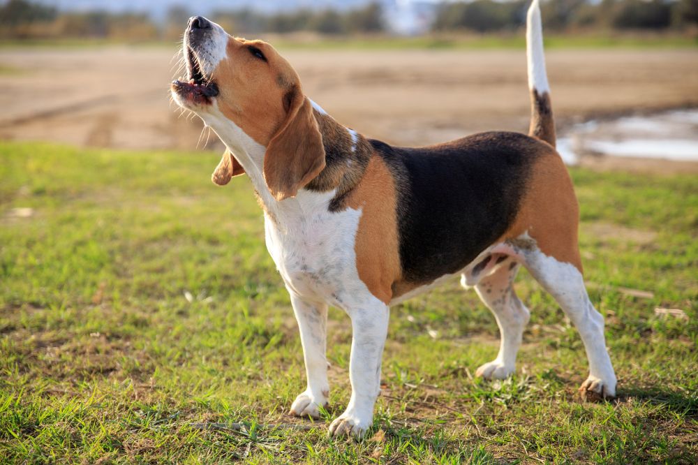 Beagle un segugio pieno di energia e gioia