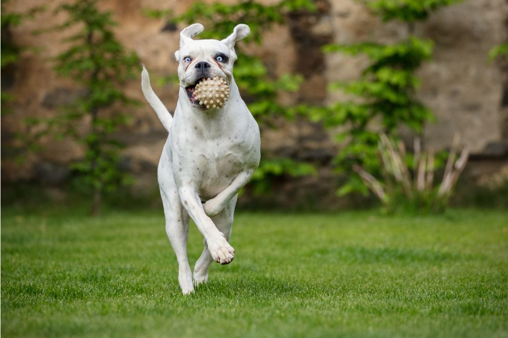 El Dogo Argentino: características físicas y carácter