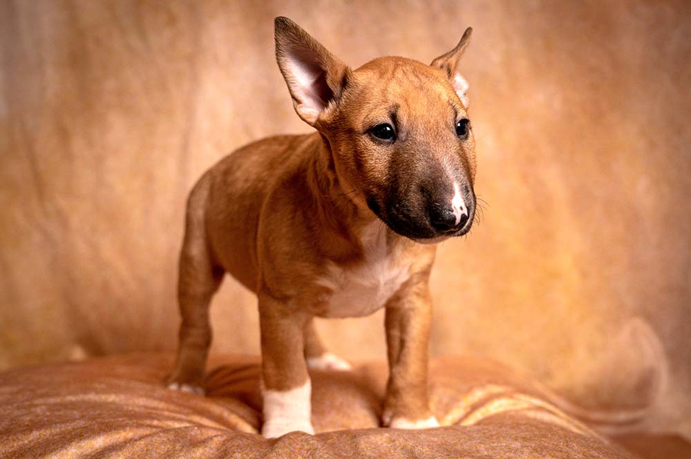 Caracteristicas Bull terrier ingles miniatura