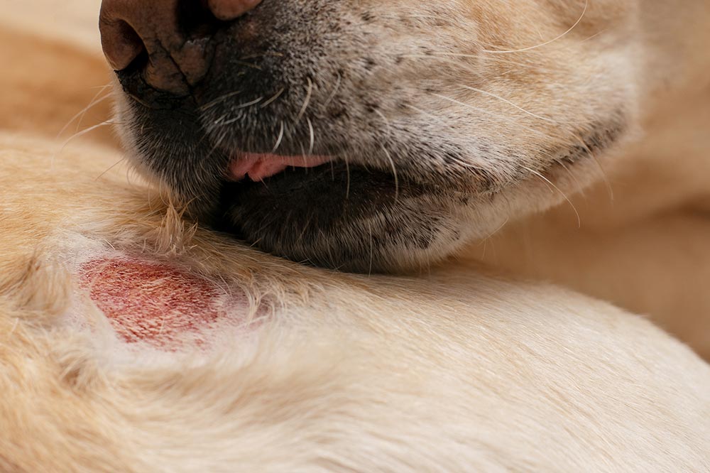 Conclusiones alergia en perros