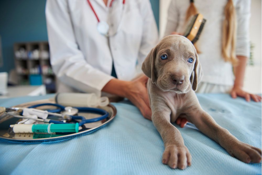 Conclusiones y recomendaciones finales sobre la leptospirosis canina
