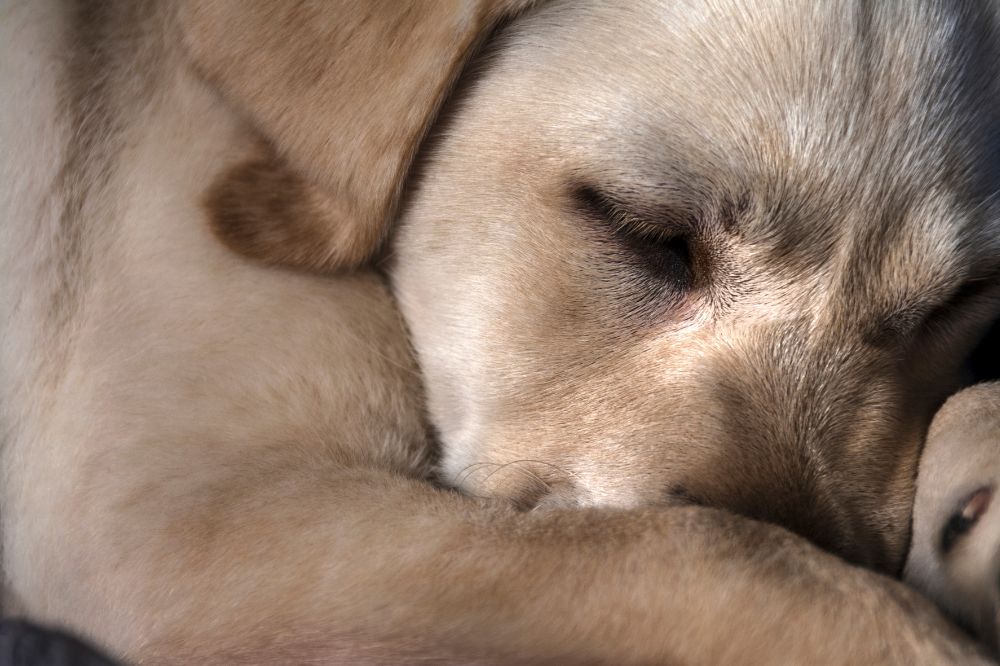 Conclusiones y recomendaciones finales sobre la mastitis en perros