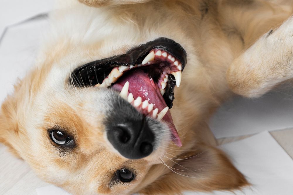 Conclusiones y recomendaciones finales sobre la rabia en perros