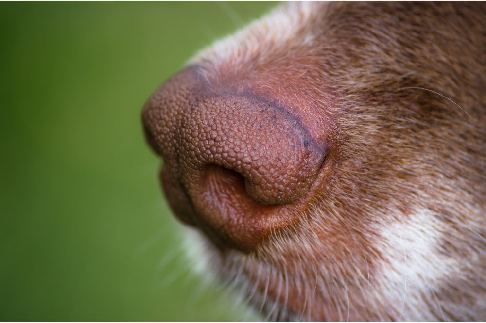 Conoce los sintomas de la tos de las perreras