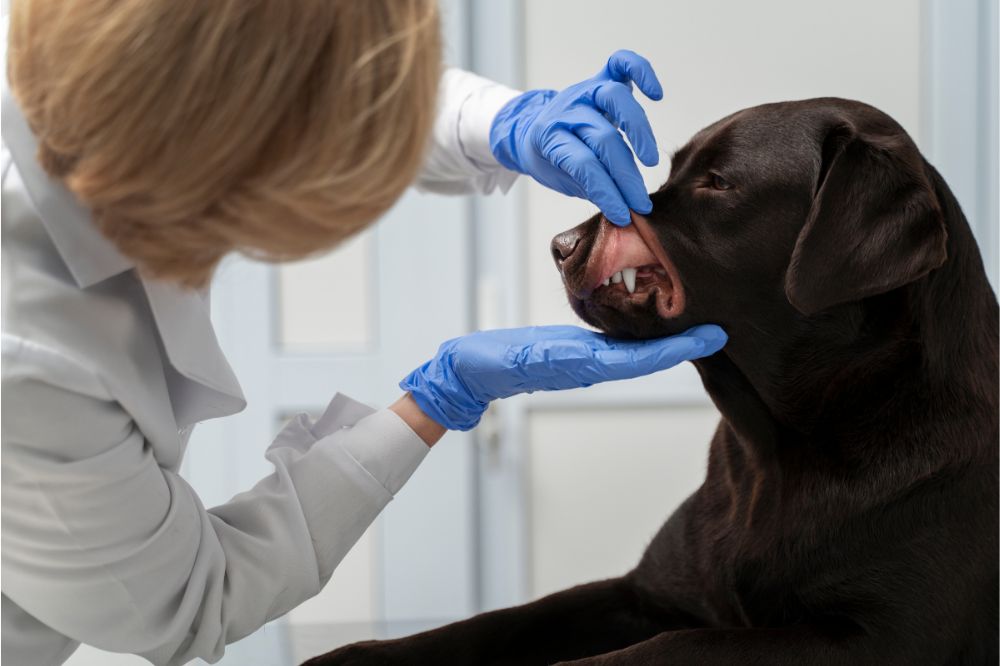 Diagnosi di cancro della bocca nei cani limportanza di una valutazione precoce