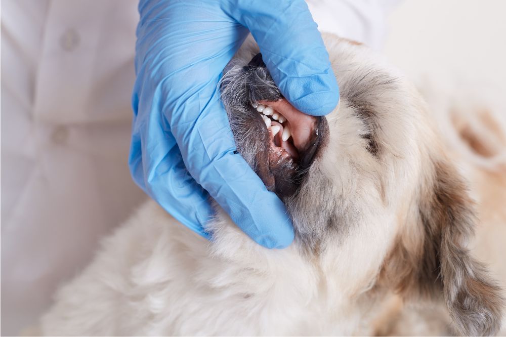 Malattie orali piu comuni nei cani