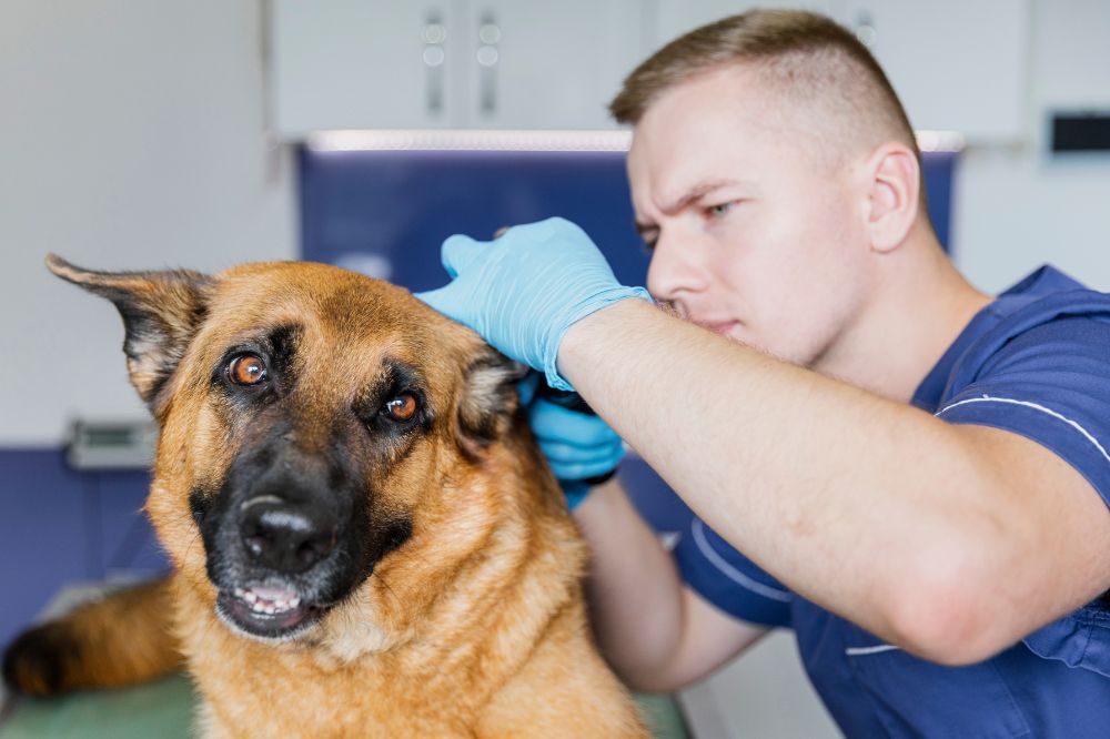 Sintomas de la otitis en perros