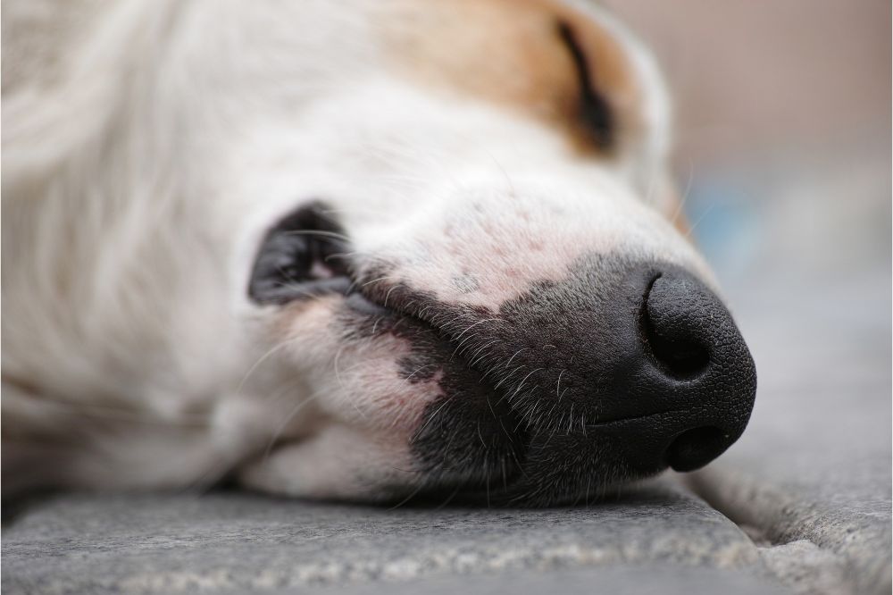 Sintomas de los vomitos en perros