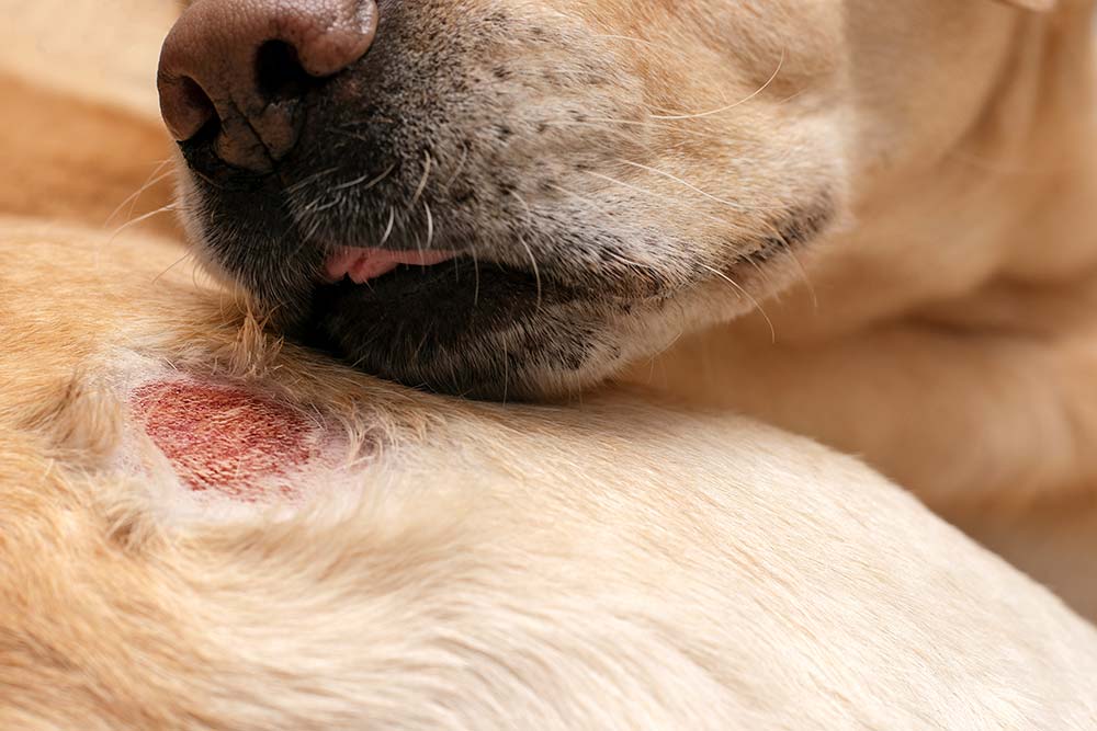 Sintomi allergie cutanee nei cani
