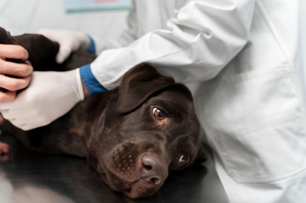 Tipos de tumores en perros ¿cuales son y como se diferencian