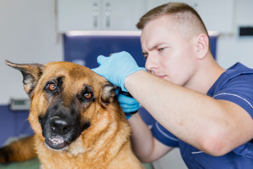 Trattamento della leptospirosi nei cani