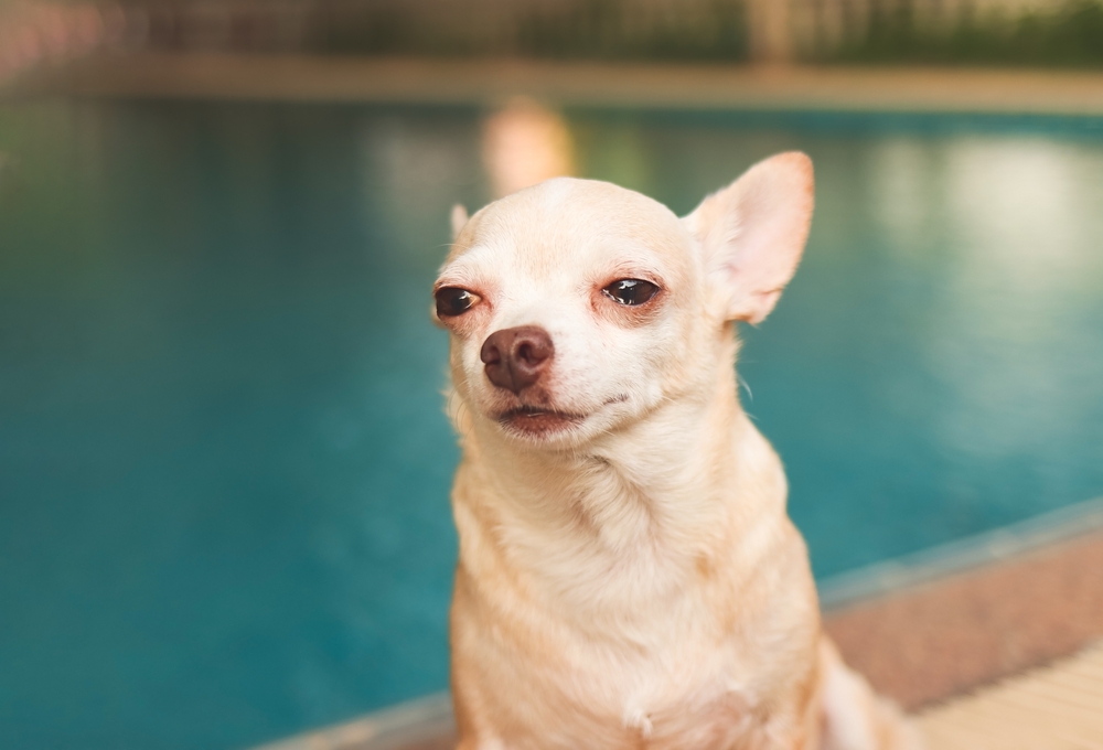 Close,Up,Image,Of,Sad,Chihuahua,Dog,Sitting,By,Swimming