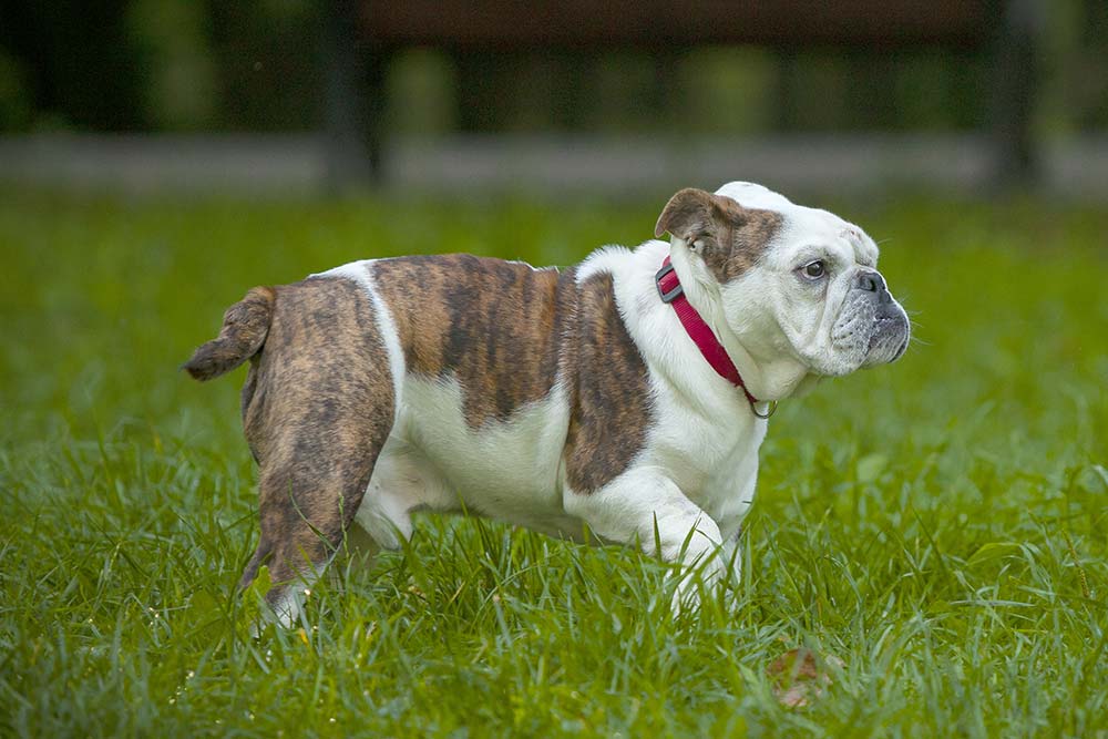 Bulldog: características, carácter y cuidados
