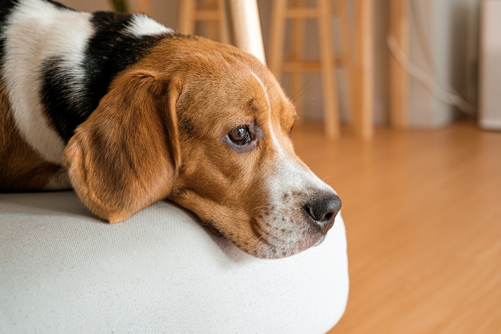 Adorable,Beagle,On,A,Living,Room,Sofa,Looking,Outside