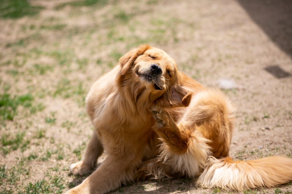 Retriever,Scratching,The,Back,Of,His,Neck,With,A,Pleasant