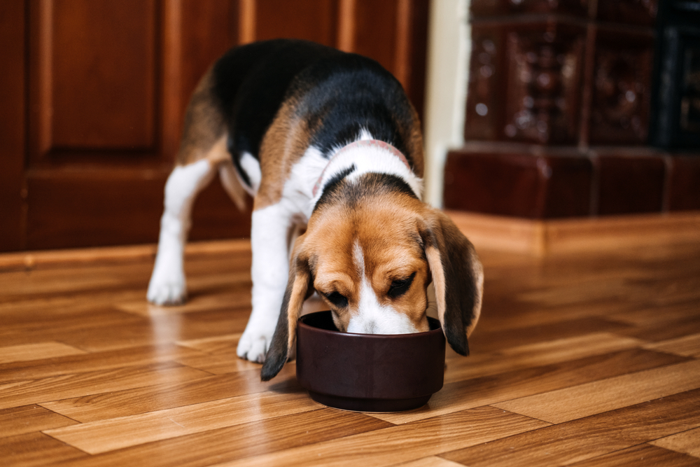 Beagle,Feeding ,Beagle,Puppy,Eating,Dog,Dry,Food,From,A