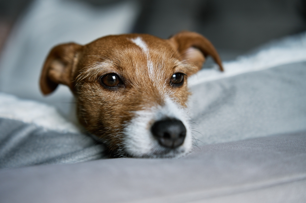 Close,Up,Portrait,Of,Cute,Dog,Lying,On,Sofa,And