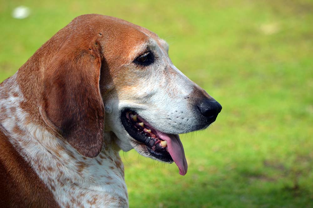 American English coonhound caracter