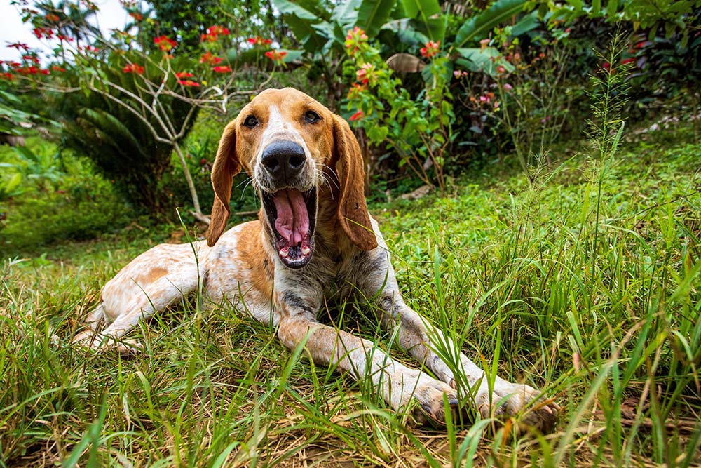 American English coonhound problemas mas comunes