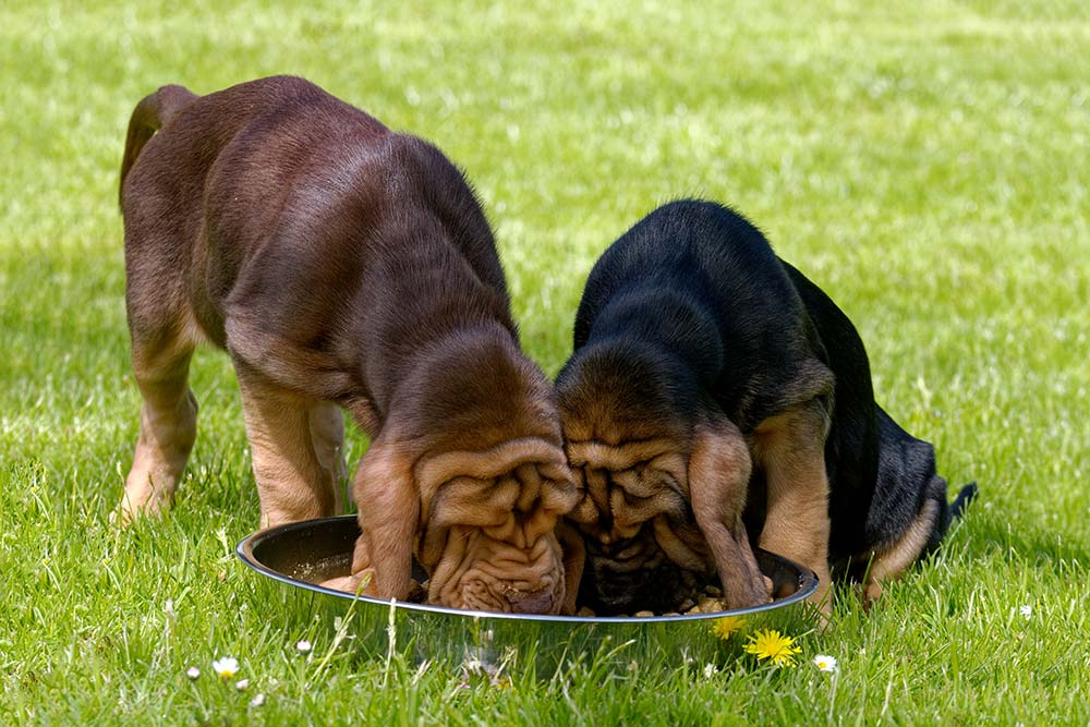 Bloodhound perro de san huberto alimentacion