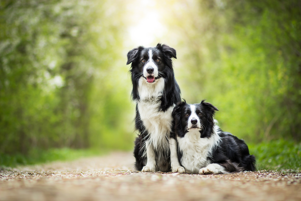 Two,Adorable,Black,And,White,Border,Collies,Portrait