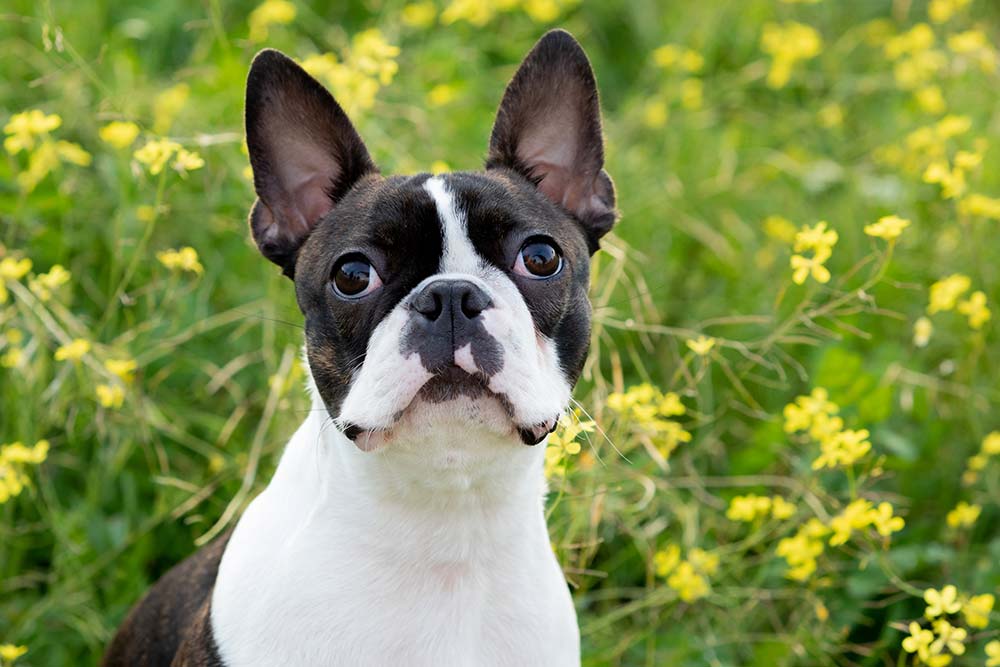 todos los boston terrier tienen orejas puntiagudas