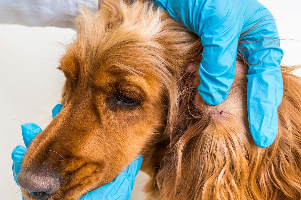 Diagnosi Malattia de lyme nei cani
