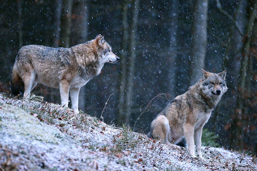 I primi lupi cani primitivi
