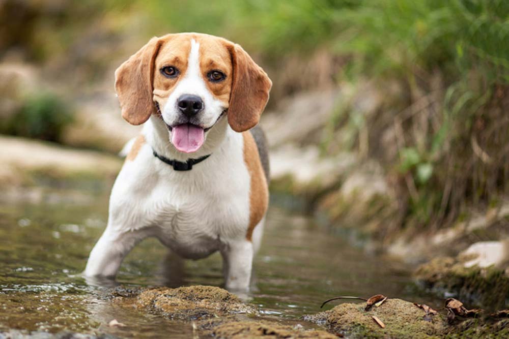Il carattere di questo incredibile cane Beagle