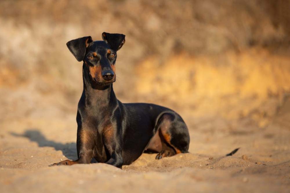 Manchester terrier cura specifica salute