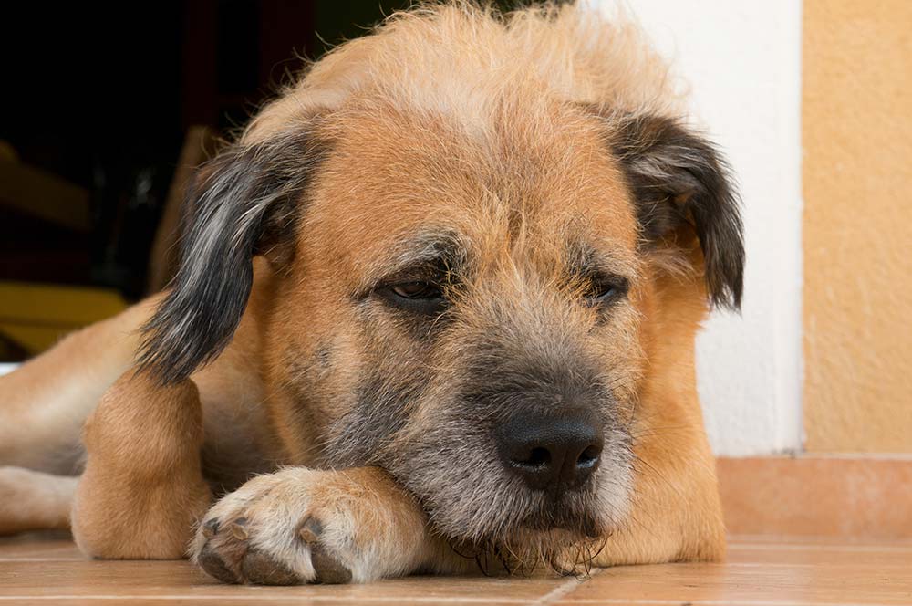 Sintomi di tumori nasali nei cani