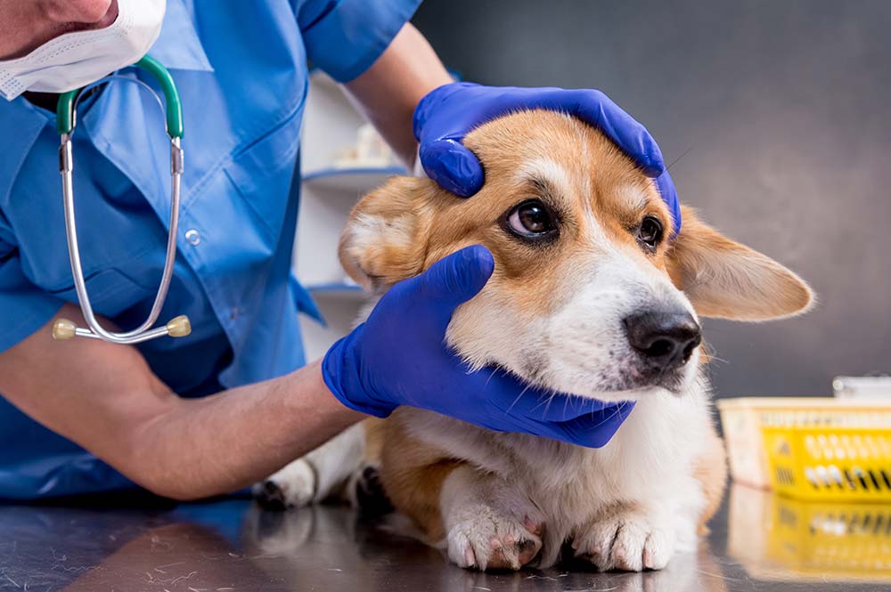Sintomi diagnosi di coccidiosi nei cani