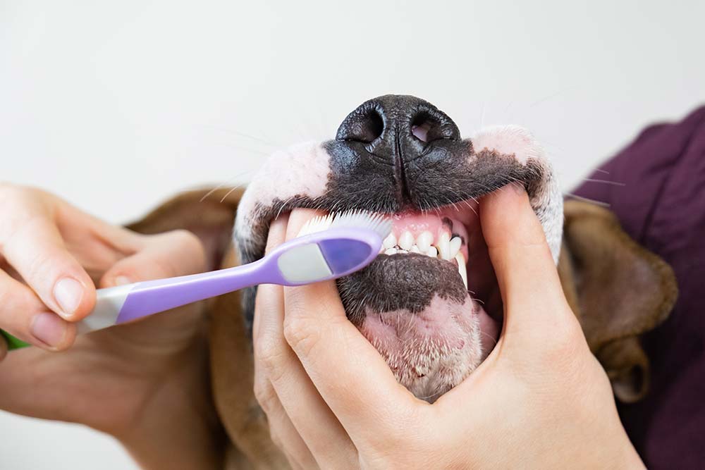Spazzola regolarmente denti del tuo cane