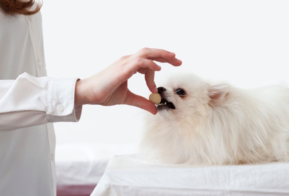 Tratamiento de la epilepsia en perros