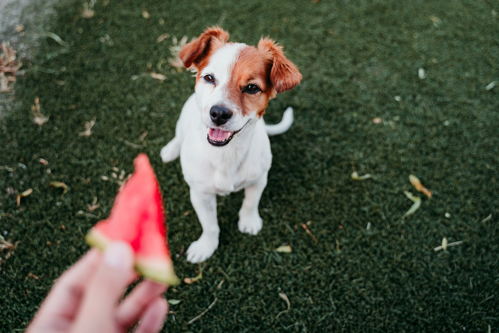 Cute,Jack,Russell,Dog,Eating,Watermelon,Outdoors ,Woman,Hand,Holding