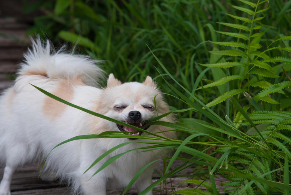 Chihuahua,Long,Haired,Eating,Grass,For,Health