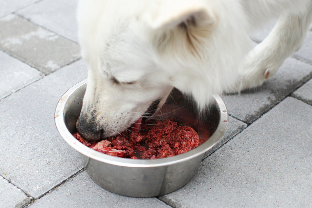Feeding,Dog,With,A,Healthy,Raw,Meat,Food,Diet