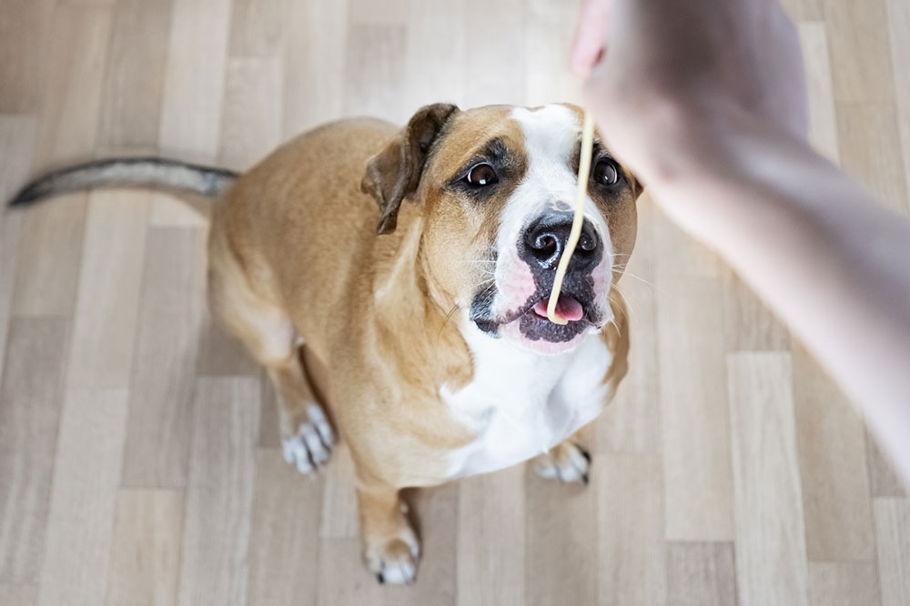 Benefici e rischi della pasta per cani