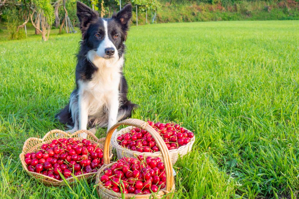 Benefici e rischi delle ciliegie per cani
